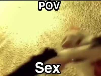 Techno song that sounds like a car alarm, I've seen it over a few videos of cats fighting