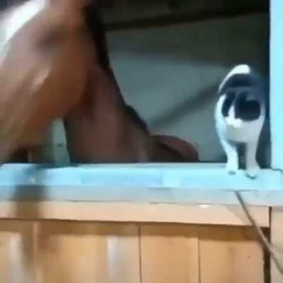 R.I.P cat