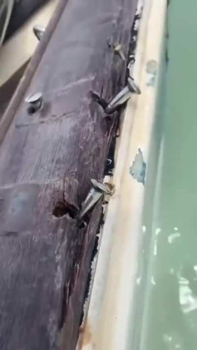 Esse preguin t&aacute; meio torto n&eacute;?