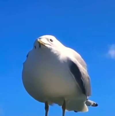 Seagull Scream