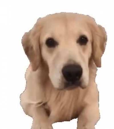doggo