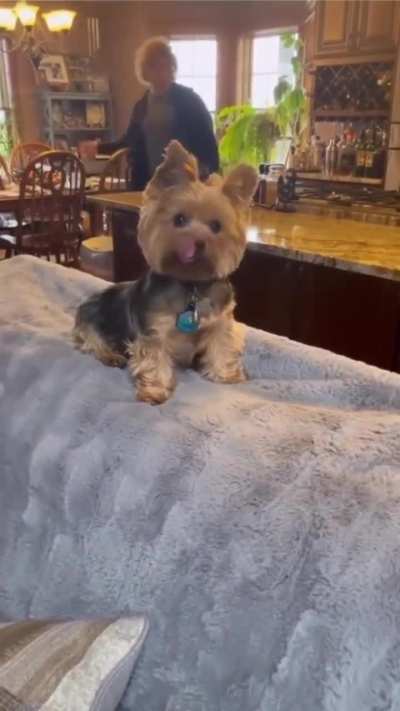 Dogs Sneezing