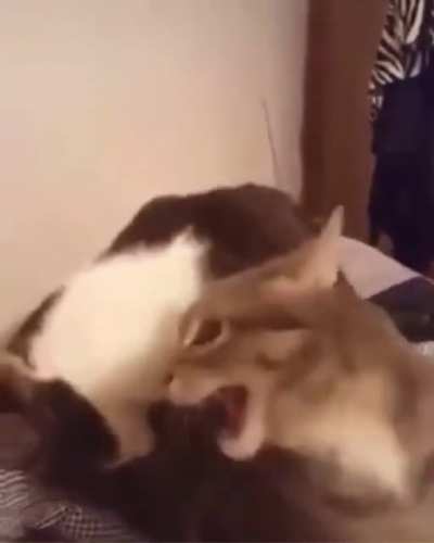 Chomp tha booty
