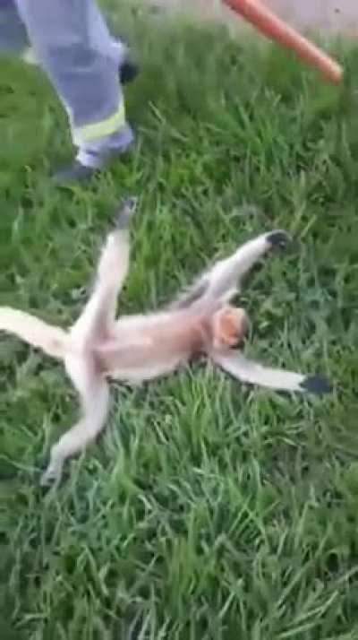 super macaco shok