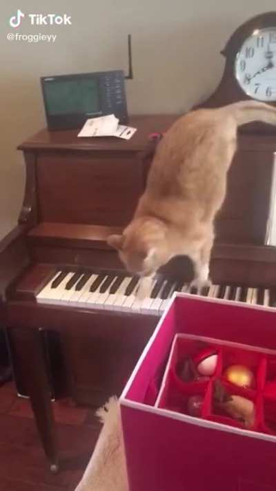 Cat regrets his actions