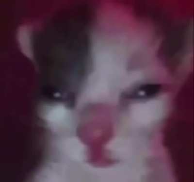 El gato