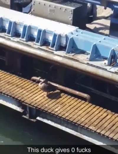 I don't give a duck