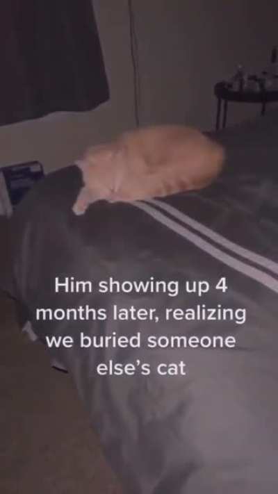 Whose cat did they bury?