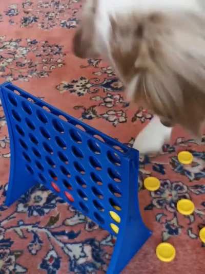 Dogs reaction playing connect 4