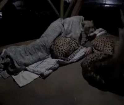 A caretaker comforting his cheetah companions when they get nervous during the night