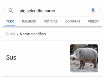 The scientific name of the Pig