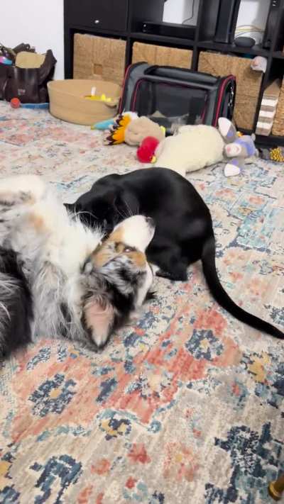 Why does my cat bite my dog?