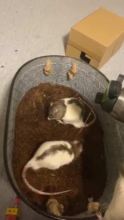 Trying to dampen their dig box but rat and emile decided it was much more fun to have a shower. I tried to tell them they clean themselves but they didn&rsquo;t listen.