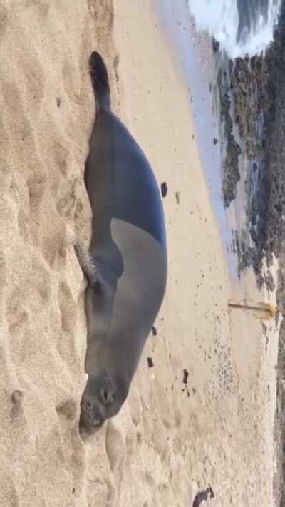 Here&rsquo;s a video of a seal farting