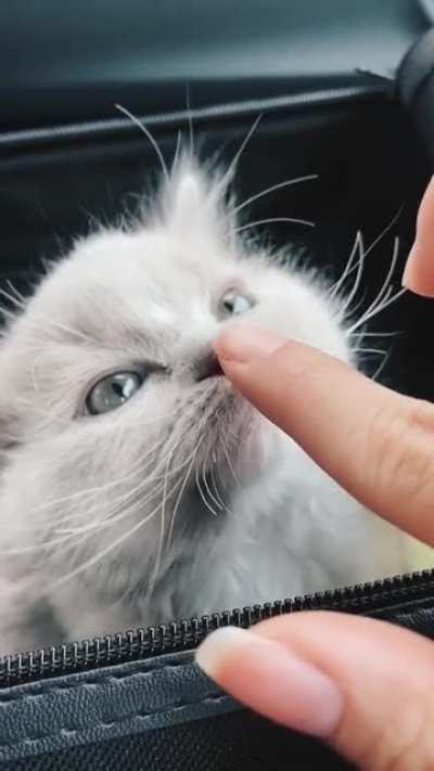 His name is Soup. He&rsquo;s a purr machine