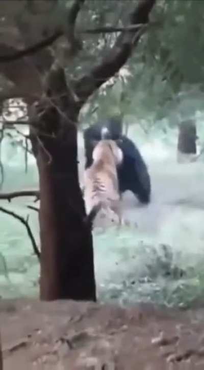 Tigers smacks bear&rsquo;s booty, but bear wasn&rsquo;t feeling it 😳