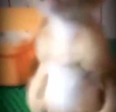 miau
