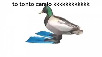 Presenciem o pato girat&oacute;rio 🔄