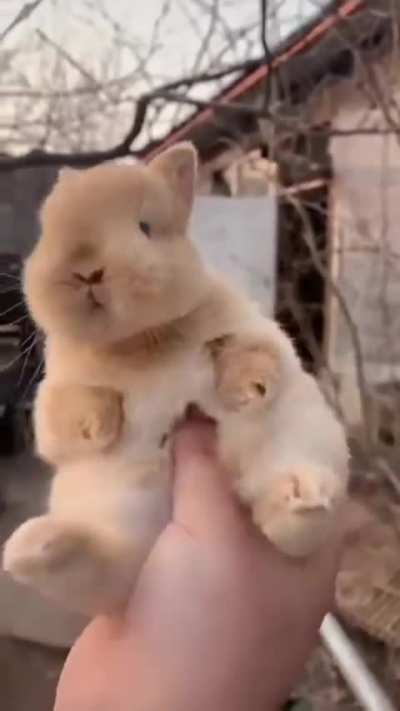 bunnny ^-^