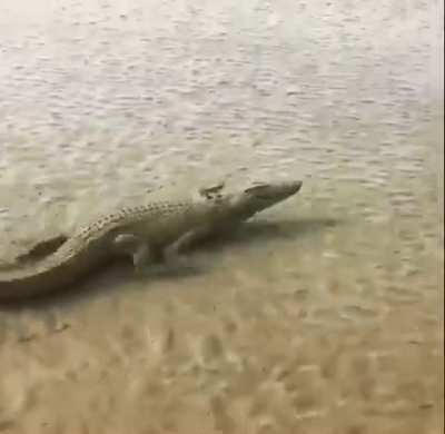 Crocodile moving at a terrifying speed.