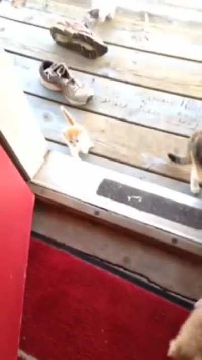 this is how you get illegal cats