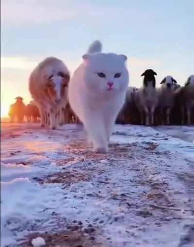 The Leader