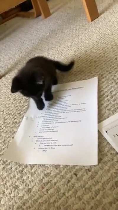 They’ve infected the homework, and only one kitten can stop ‘em