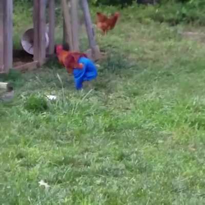 DENIM CHICKEN!