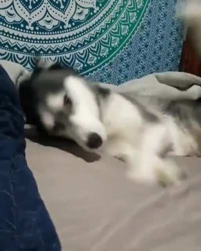 Bedtime zoomies