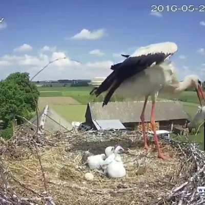 La cig&uuml;e&ntilde;a mata a los m&aacute;s d&eacute;biles del nido cuando no puede proporcionar suficiente alimento para todos, o cuando un ave se comporta de manera anormal, muestra signos de enfermedad, discapacidad o debilidad, para no poner en peligro a otros polluelos sanos