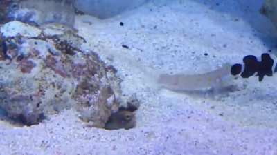 Two fish having a hilarious fight