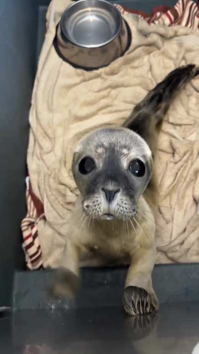 Sea dog puppy