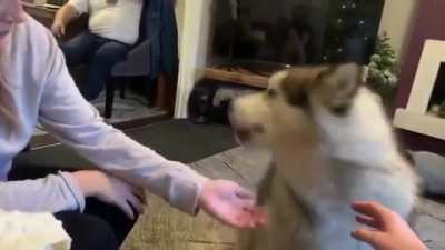 Don't woof