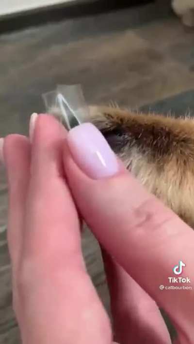 Cat unboxing