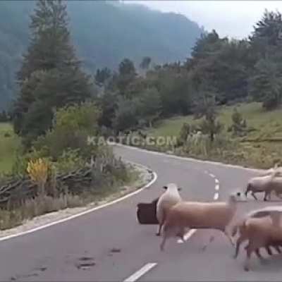 HMFT after I get K.O.ed by a ram