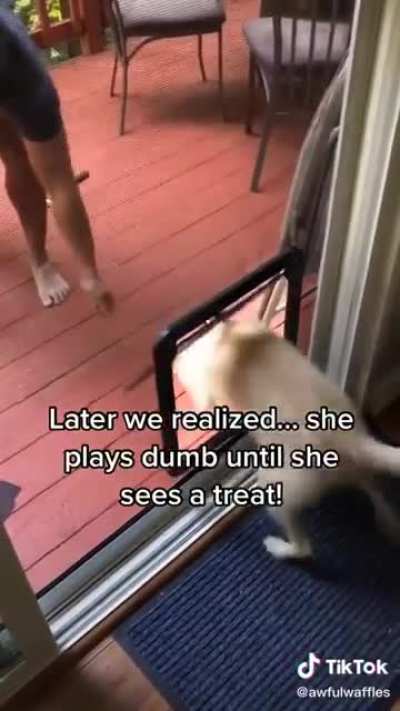 Puppy Cheat Code