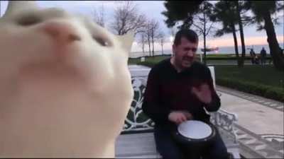 Man plays tambourine while cat vibes