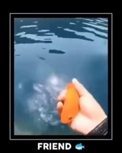 Aquatic Wunkus