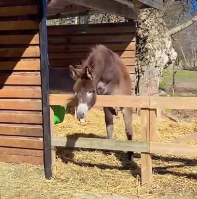 I&rsquo;ll just horse around