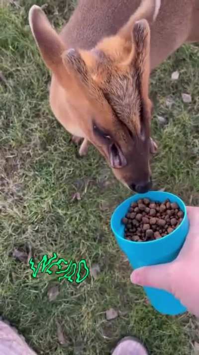 I have three dicks. This is my support deer.