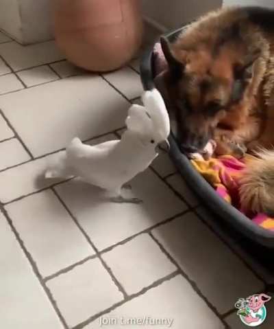 Научил на свою голову....