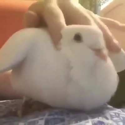 Birb