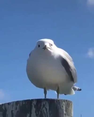 You angered the seagull
