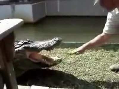 Petting a crocodile like he&rsquo;s a good boy