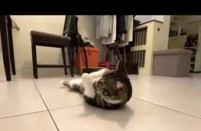 One day I will get that fu*kin cat and when I do.....gonna be hell to pay