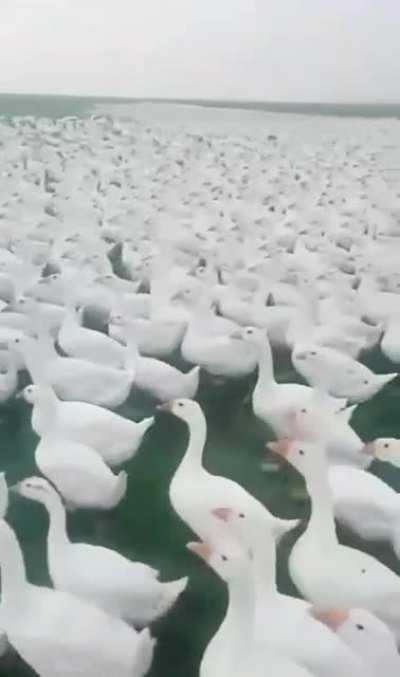 Invas&atilde;o pato