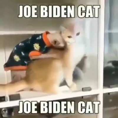 Joe Biden cat