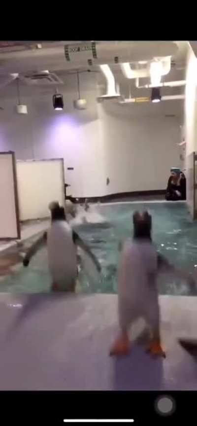 I am speed penguin