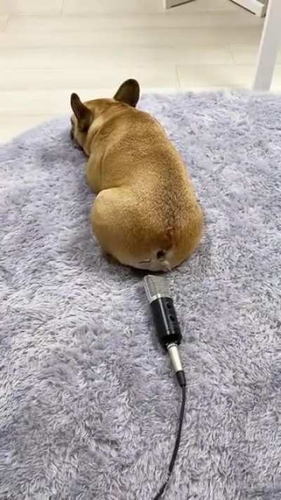 It wasn't me I swear