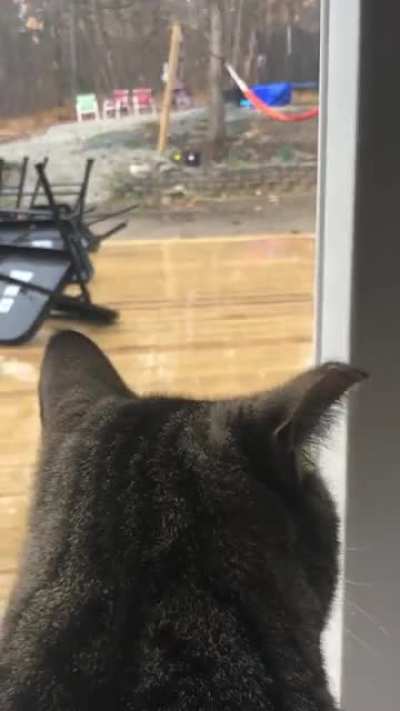 Cat&rsquo;s eye view in NH